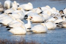 SnowGeeseGroup-250.jpg