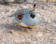GambelsQuailScratch-250.jpg