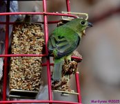 DSC_0205_001.JPG