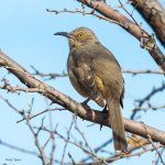 CurvedBillThrasher-253.jpg