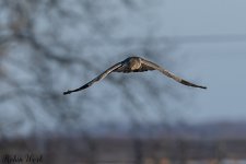 20250124Northern Harrier-RD5_9034-Edit.jpg