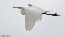 20180404White Egret-RLW_6142.jpg