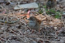 750_0054R_ShN_cr.jpg