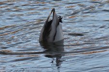 750_0156R_cr.jpg