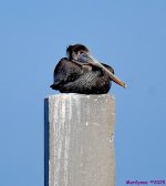 DSC_0242_001.JPG