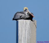 DSC_0245_001.JPG