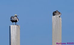 DSC_0249_001.JPG