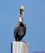 DSC_0253_001.JPG