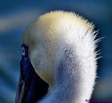 DSC_0283_001.JPG