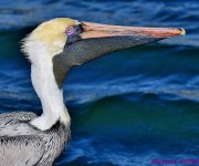 DSC_0293_001.JPG