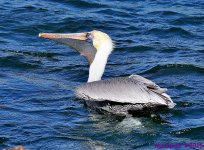 DSC_0338_001.JPG