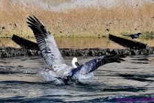 DSC_0351_001.JPG