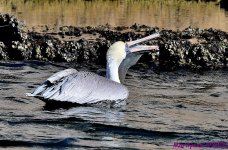 DSC_0362_001.JPG