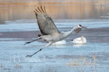 SandhillThinIce-260.jpg