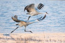 SandhillTakeoff-259.jpg