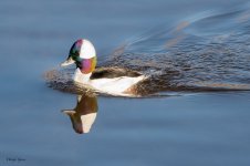 Bufflehead-258.jpg