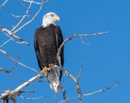 BaldyPerched-259.jpg