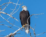 BaldyPerched-260.jpg
