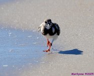 DSC_0409_001.JPG