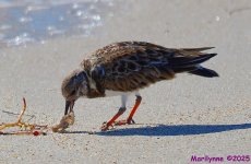 DSC_0415_001.JPG