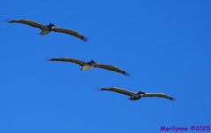 DSC_0468_001.JPG