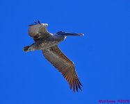 DSC_0478_001.JPG