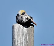 DSC_0527_001.JPG