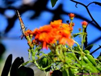 DSC_0531_001.JPG