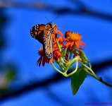 DSC_0538_001.JPG