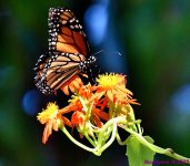 DSC_0542_001.JPG