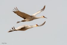SandhillFlight-260.jpg
