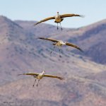 SandhillFlight-261.jpg