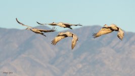 SandhillFlight-268.jpg