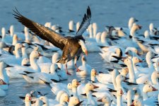 SnowGooseLanding-277.jpg