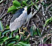DSC_0553_001.JPG