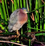 DSC_0579_001.JPG