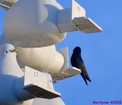 DSC_0580_001.JPG