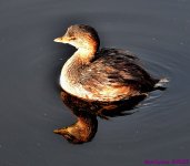 DSC_0584_001.JPG