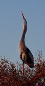 DSC_0598_001.JPG