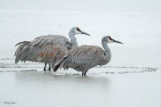 SandhillSlurpee-278.jpg