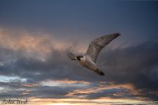 20210103Peregrine Falcon 2025-20210103-RD5_5415-Edit-Edit.jpg