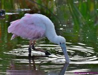 DSC_0616_001.JPG