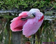 DSC_0648_001.JPG