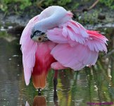 DSC_0666_001.JPG
