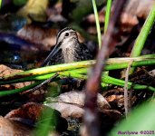 DSC_0783_001.JPG