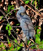 DSC_0784_001.JPG