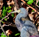 DSC_0785_001.JPG
