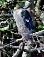 DSC_0848_001.JPG