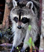 DSC_0910_001.JPG