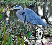 DSC_0921_001.JPG